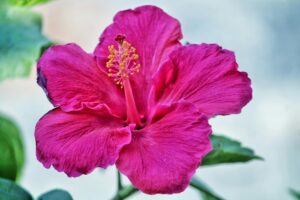 Hibiscus flower remedy for controlling hair fall