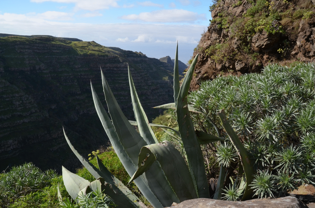 Home remedies for acne using natural ingredients like aloevera .