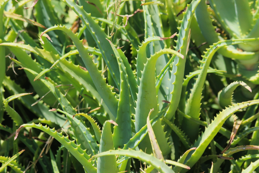 Aloevera home remedies to reduce dandruff naturally.