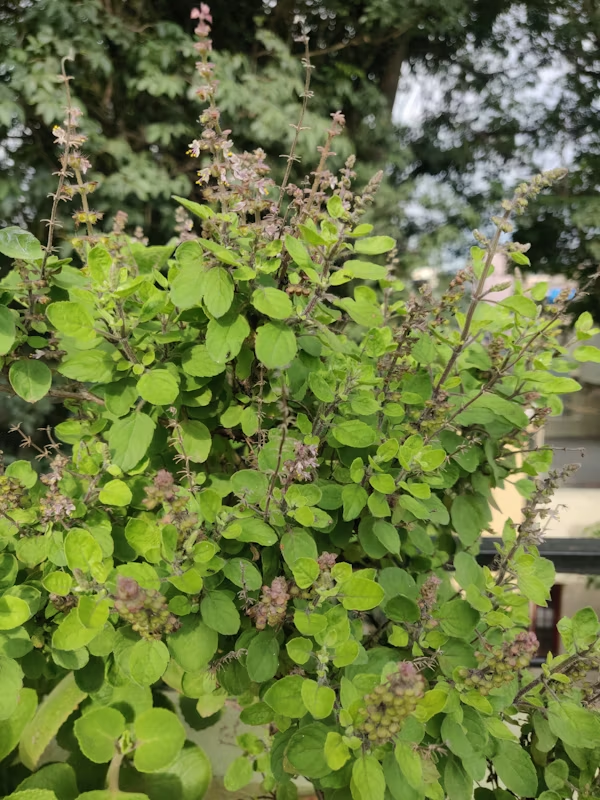 Natural ways to boosting immunity with healthy lifestyle and home remedies.